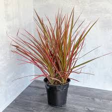 Colorama Dragon Tree