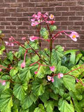 Begonia Grandis (Hardy Begonia)