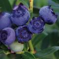 Blueberry Highbush - Star