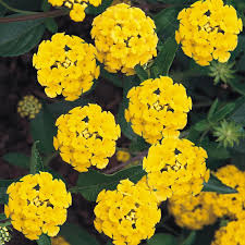 Lantana - Yellow