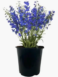 Delphinium