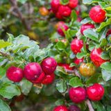 Fruit Barbados Cherry Tree