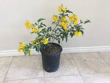 Tecoma Stans Yellow