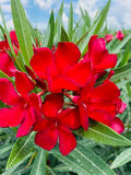 Oleander