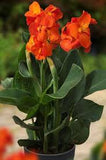 Canna Lily