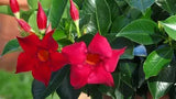 Dipladenia