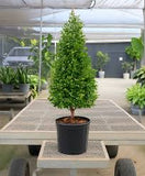 Eugenia Topiary