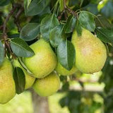 Fruit Pear