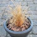 Bronco Grass