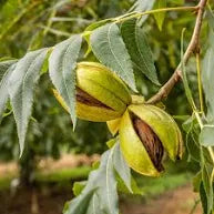 Pecan - Sumner
