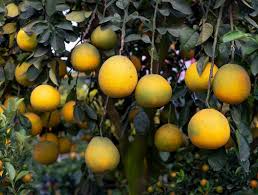 Pummelo Hanging Basket