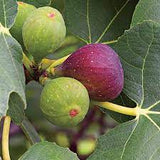 Fruit Fig