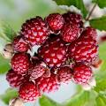 Raspberry -  Doman Red