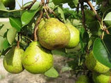 Fruit Pear