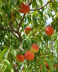 Fruit Peach Tree