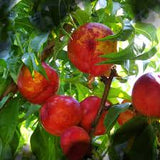 Fruit Peach Tree