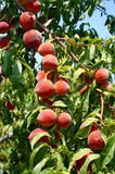 Fruit Peach Tree