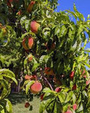 Fruit Peach Tree