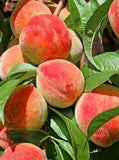 Fruit Peach Tree