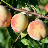 Fruit Peach Tree