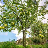 Fruit Apple Tree