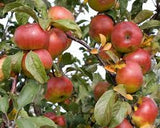 Fruit Apple Tree