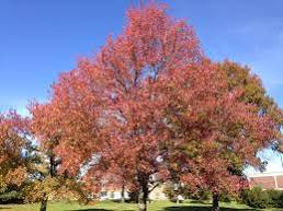 America Sweet Gum