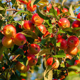 Fruit Apple Tree