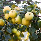 Fruit Apple Tree