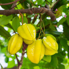 Fruit Carambola (Star Fruit)