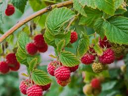 Raspberry - Red Mysore