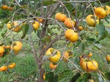 Fruit Persimmon