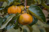 Fruit Persimmon