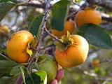Fruit Persimmon