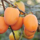 Fruit Persimmon
