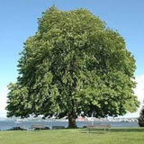 Chestnut - Dunstan