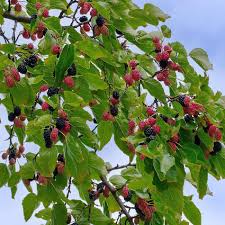 Fruit Mulberry Tree