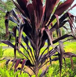 Cordyline - Dr Brown