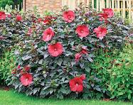 Hardy Hibiscus