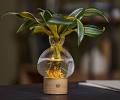 Live Trends Rechargeable illuminated Hydroponic Planter