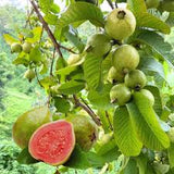 Fruit Pink Guava
