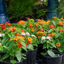 Lantana - Miss Huff – The Gardens Nursery