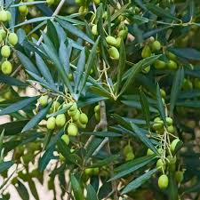 Fruit Olive Tree