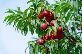 Fruit Nectarine Tree