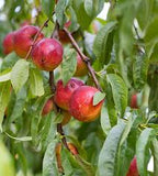 Fruit Nectarine Tree