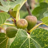 Fruit Fig