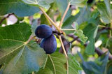 Fruit Fig