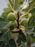 Fruit Fig