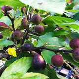 Fruit Fig