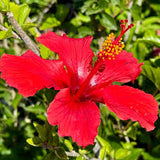 Hibiscus Bush
